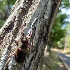 ミヤマクワガタ オス 各サイズの画像