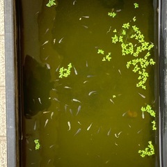 🐟ミックスメダカ（稚魚）の画像