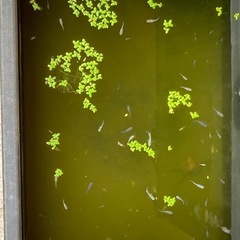 🐟ミックスメダカ（稚魚）の画像