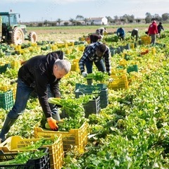 耕運・草取り・収穫など農作業支援いたします（土日祝対応）