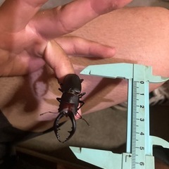 【クワガタムシ Cペア ペア売り】の画像