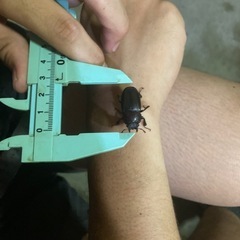 【クワガタムシ Cペア ペア売り】の画像