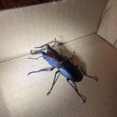 【クワガタムシ Cペア ペア売り】の画像