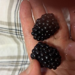 棘なしブラックベリー　数量限定　できれば今日中にの画像