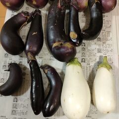 訳ありナス15本①　*キズなどありの画像
