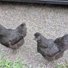 【里親様にお引渡ししました】黒烏骨鶏のメス2羽をお譲りします