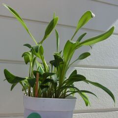 ドリミオプシスコンプトニー　ケープバルブ　多肉植物の画像