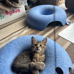 子猫6匹の里親募集します