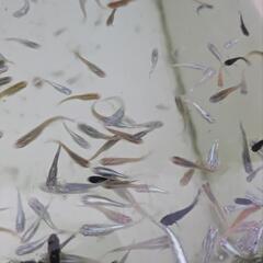 色々な種類のメダカミックス10匹＋α　めだか掬いも可の画像