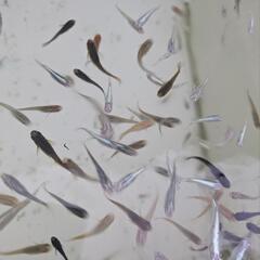 色々な種類のメダカミックス10匹＋α　めだか掬いも可の画像