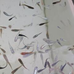 色々な種類のメダカミックス10匹＋α　めだか掬いも可の画像