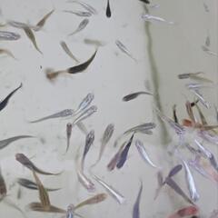 色々な種類のメダカミックス10匹＋α　めだか掬いも可の画像