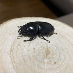 サキシマヒラタクワガタ　ペア　WF1の画像