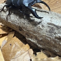 サキシマヒラタクワガタ　ペア　WF1の画像