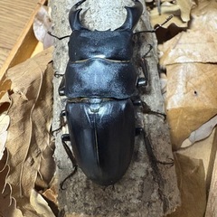 サキシマヒラタクワガタ　ペア　WF1の画像