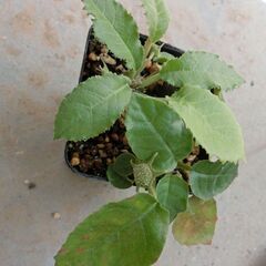 ドルステニア　フォエチダ　3株　塊根植物の画像