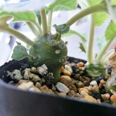 ドルステニア　フォエチダ　3株　塊根植物の画像