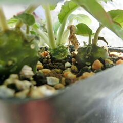 ドルステニア　フォエチダ　3株　塊根植物の画像