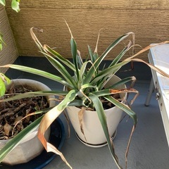 鉢植え4個の画像