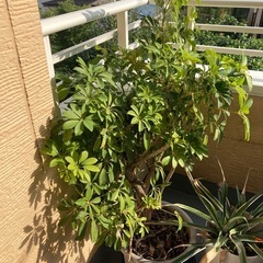鉢植え4個の画像