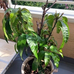 鉢植え4個の画像