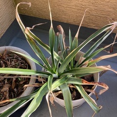鉢植え4個の画像