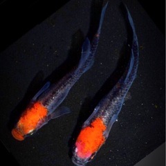 🅿️Ｓ🅱️4,000ml⑴本【⒋ℓ】全ての淡水魚に／針子.稚魚.幼魚.若魚.成魚=ぐんぐん=SUPER bacteria in.PSB.No2753の画像