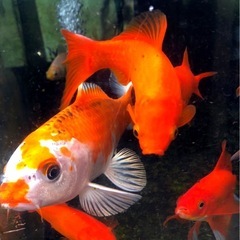🅿️Ｓ🅱️4,000ml⑴本【⒋ℓ】全ての淡水魚に／針子.稚魚.幼魚.若魚.成魚=ぐんぐん=SUPER bacteria in.PSB.No2753の画像