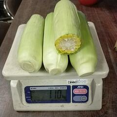 ◯お話中です◯とうもろこし　約1kg　3〜4本の画像