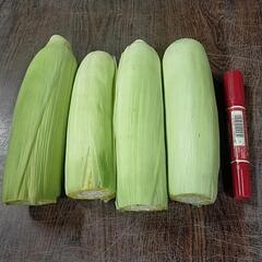 ◯お話中です◯とうもろこし　約1kg　3〜4本の画像