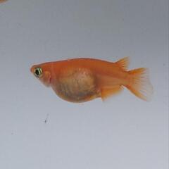 No.1・初恋(ダルマ)メダカの卵・30個+α❗の画像