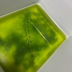 メダカ　オロチ　針子　グリーンウォーターの画像