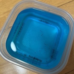 メダカ　オロチ　針子　グリーンウォーターの画像