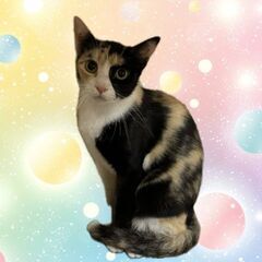 7月27日(日)三鷹で猫の譲渡会💐🌟🩷新たな子猫特集🩵☄️…