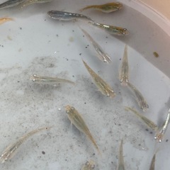 メダカ稚魚の画像
