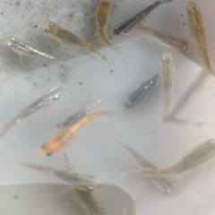 メダカ稚魚の画像