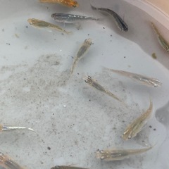 メダカ稚魚の画像