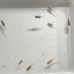 ダルマめだかNo.2🐟稚魚　10匹の画像