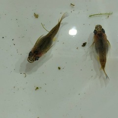 ダルマめだかNo.2🐟稚魚　10匹の画像