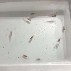 ダルマめだかNo.2🐟稚魚　10匹の画像