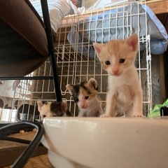 お願いします