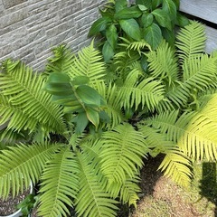 シダ他　観葉植物　多肉植物　1鉢　の画像