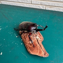 カブトムシ　ホワイトアイ　ピンクアイの画像