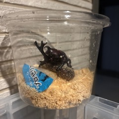 カブトムシ　ホワイトアイ　ピンクアイの画像
