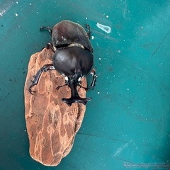 カブトムシ　ホワイトアイ　ピンクアイの画像