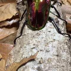 ニジイロクワガタ　トリオの画像