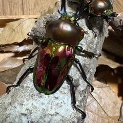 ニジイロクワガタ　トリオの画像