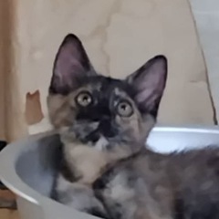 至急　子猫ちゃんの預かり件里親募集します。