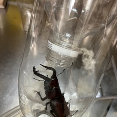 ノコギリクワガタペアの画像