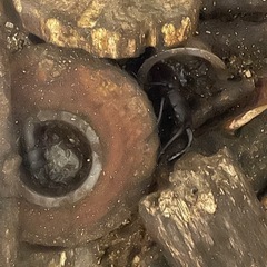 クワガタ、カブトムシ2匹での画像